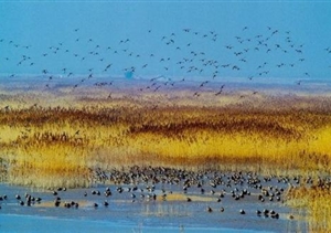 我們默默守候，只為你按時(shí)歸來(lái) 宗保東灘鳥(niǎo)類(lèi)保護區項目側記