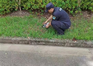 宗保隊員及時(shí)救助受傷的國家級保護動(dòng)物黑翅鳶