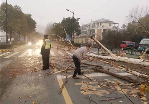 大樹(shù)倒地阻通行 員工清障保暢通—浙江民泰員工協(xié)助清理倒地樹(shù)木